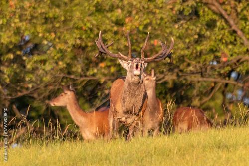 deer whit doe