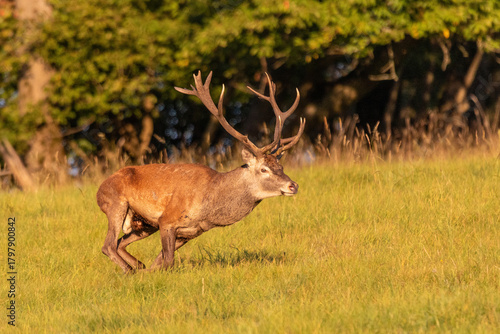 running deer