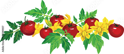 Ripe red tomato fruits, green leaves and yellow flowers isolated on white background