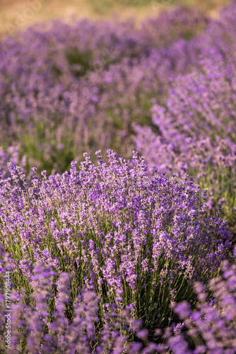 Lavender field in provence. Field of lavender. Floral background. Purple color
