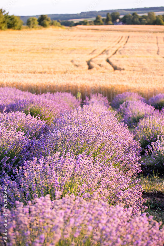 Obraz premium Lavender field in provence. Field of lavender. Floral background. Purple color