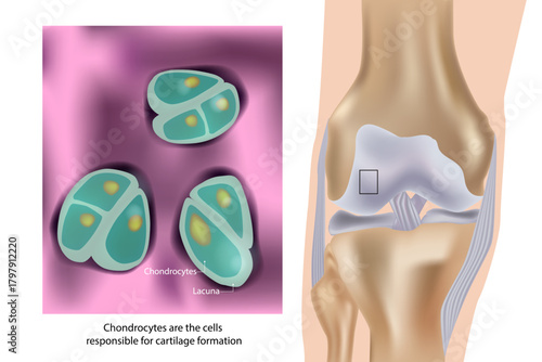 Chondrocytes Structure and Knee Cartilage Illustration. Articular Cartilage Cells. Chondrocyte Lacunae and Knee Joint Cross Section Visualization