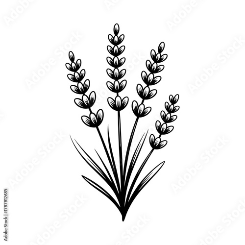vector illustration of a lavender plant