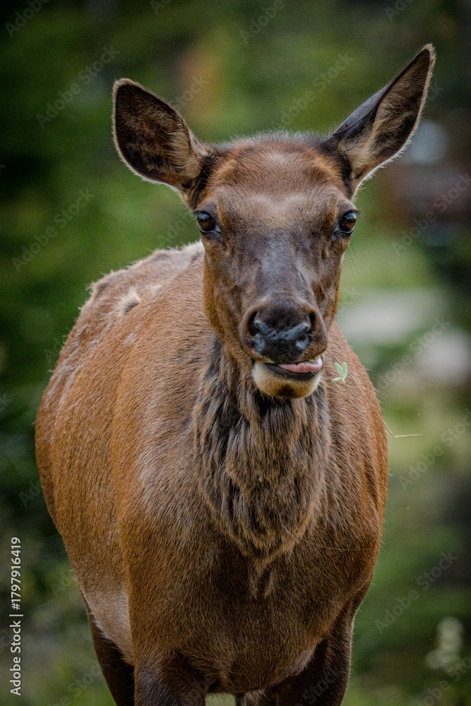 Fototapeta premium Close-up portrait of a female elk
