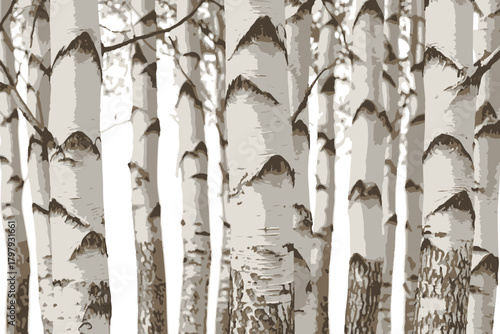Birch trees texture vector illustration