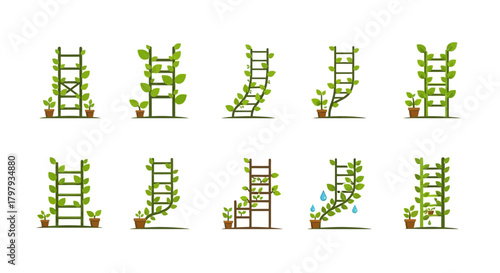 Climbing plant growth on trellises, natural progress concepts
