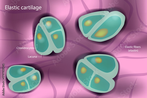 Elastic Cartilage Chondrocytes and Elastin Fibers Illustration. Microscopic Structure of Elastic Cartilage Diagram. Chondrocytes in Lacunae with Elastic Fibers Visualization