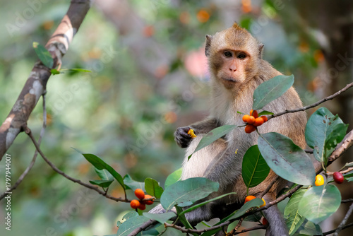 Close up The monkey eatting food on tree in thailand