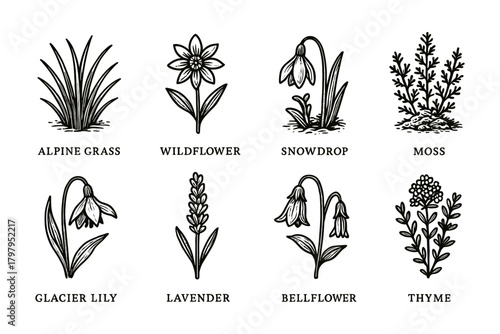 Botanical collection: hand-drawn flowers and plants set in vintage style