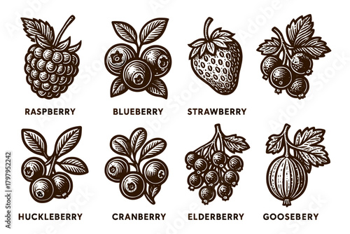 Hand drawn berry collection with vintage style for organic food and farm products