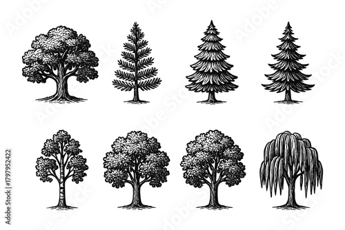 Set of vintage style hand drawn trees featuring diverse types and shapes