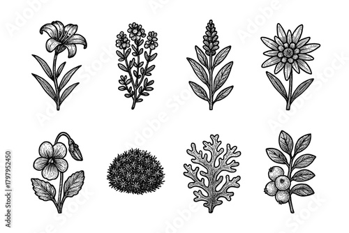 Intricate botanical drawings of various flowers and plants in vintage style