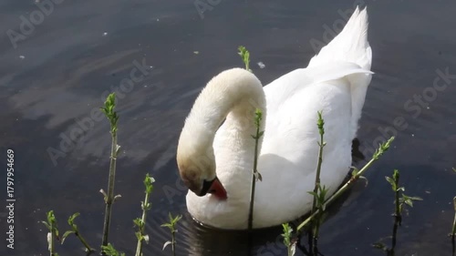 Schwan im Wasser putzt sich