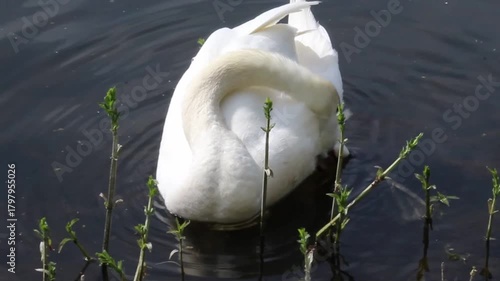 Schwan im Wasser putzt sich