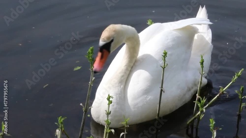 Schwan am Ufer putzt sich