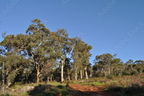 Red  dirt and gum trees on Whistlepipe Gully Walk,  Mundy Regional Park, Perth Hills, Western Australia, Australia