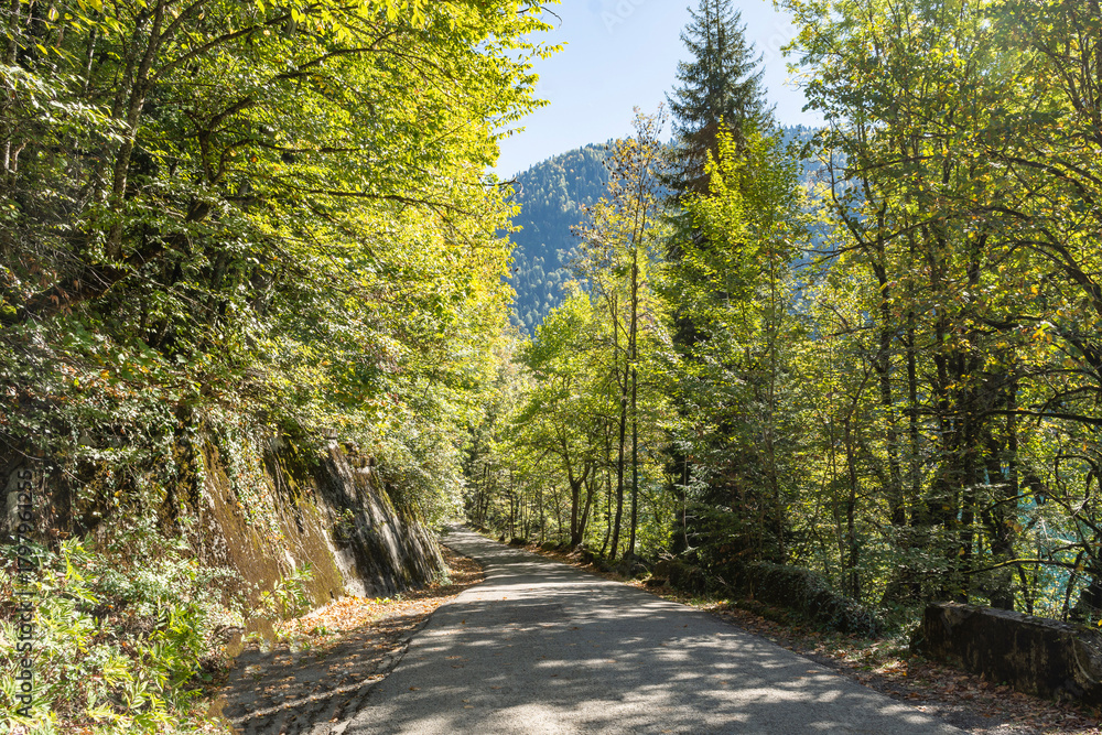 Fototapeta premium In the mountains, along a narrow road running alongside a deep, forested gorge, lies the path to Lake Ritsa. The journey takes place on a warm autumn day.