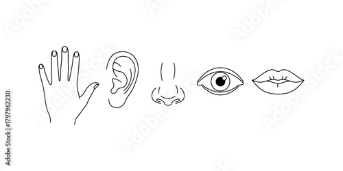 Human five senses body part outline icons