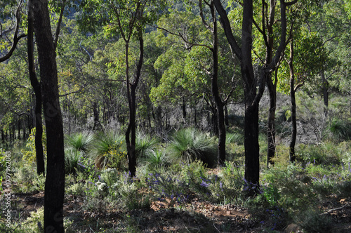 Bushland, intentionally burnt for wildfire control, Whistlepipe Gully Walk, Mundy Regional Park, Perth Hills, Western Australia, Australia