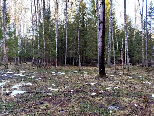 Spring landscape in the forest. Early spring in the forest. The first warm days