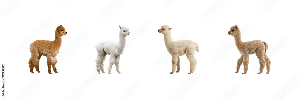 Obraz premium Four Adorable Alpacas Set. Cuteness And Farm Animal Collection Isolated On Transparent Background