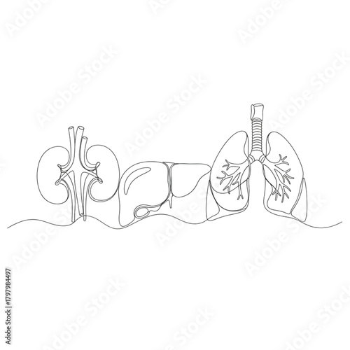 Continuous line drawing of human internal organs minimalist vector illustration for medical design i