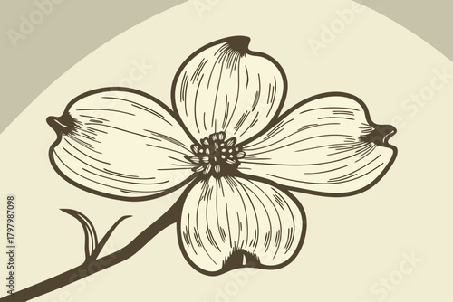 Hand drawn dogwood flower, a beautiful spring blossom with four petals and a stem
