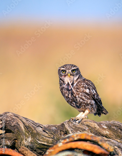 A little owl, Athene noctua, eating a field mouse.