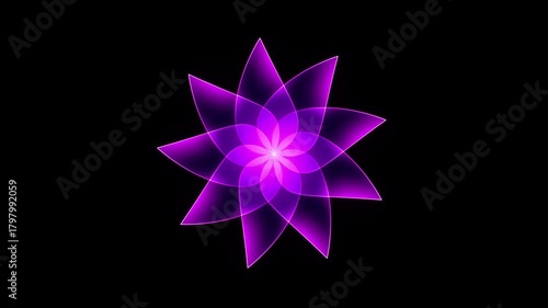 Radiant pink gradient flower bloom animation on black background in elegant 4K motion video