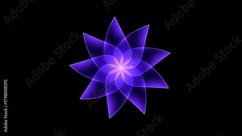 Radiant purple gradient flower bloom animation on black background in elegant 4K motion video