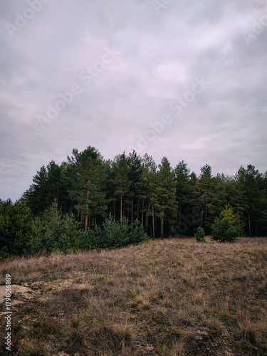 Pine forest, pinery autumn landscape. Gray cloudy sky. Dried grass, trees afar. Mushroom hunting in November. Hiking, exploring nature, environment. 