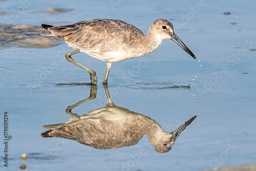 Photos Willet