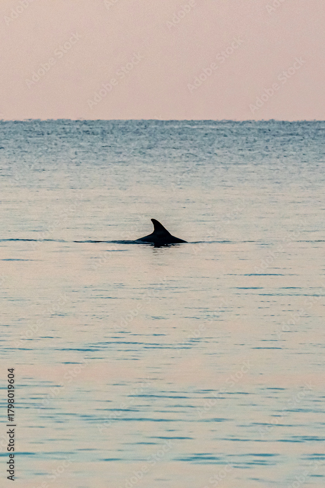 Fototapeta premium dolphin