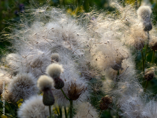 The image shows the seeds of a field plant (Cirsium arvense) in the mature stage, ready to be dispersed by the wind.