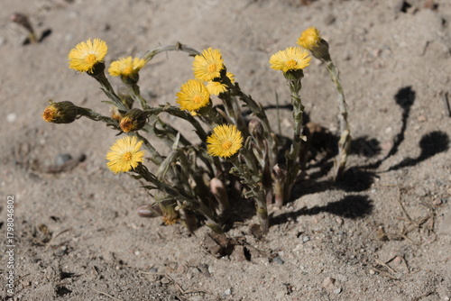 coltsfoot  (Tussilago farfara )