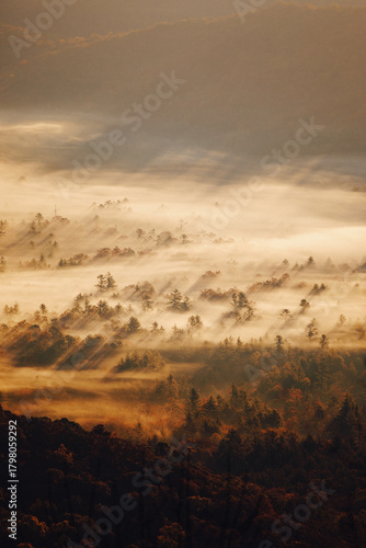 Shadows cast on forest fog