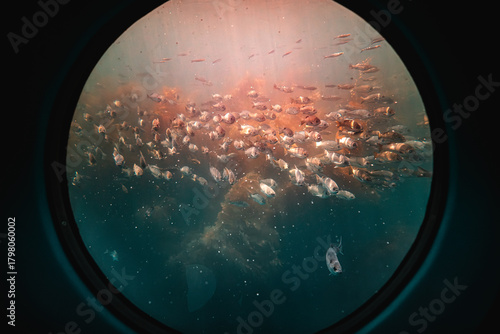 School of fish through porthole with sun rays
