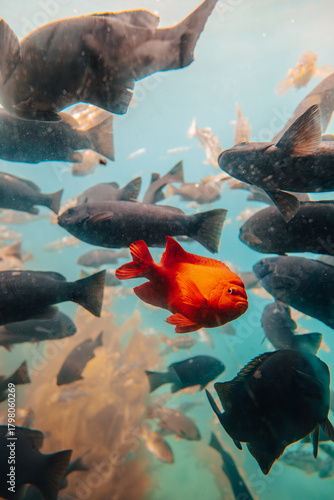 Garibaldi fish making funny face