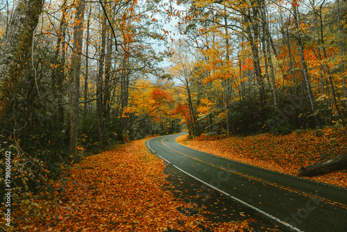 Horizontal autumn leaves covering mountain road with trees