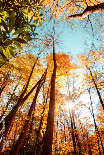 Looking up on autumn colorful trees
