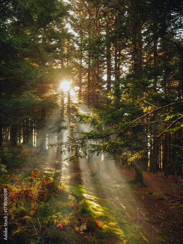 Rays of sun coming through fall forest trees