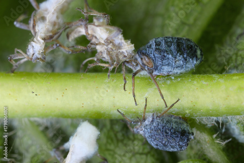 Ash leaf-nest aphids, Prociphilus bumeliae,  Prociphilus fraxini. A colony of aphids on an ash leaf.