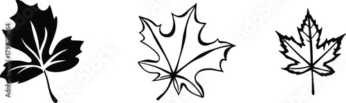 Leaves in Line: An elegant display of three different leaves. The monochromatic imagery of the leaves, highlighting the subtle yet distinct details in their shapes