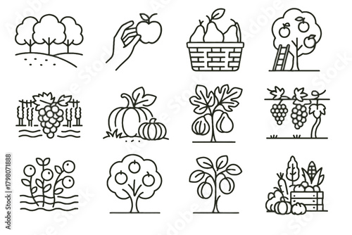 Fruit tree orange picking icon autumn pears vector icons harvest fig plum