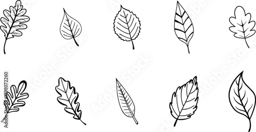 Line Art Leaf Collection: A minimalist collection of detailed line art leaves, each with unique shapes and textures, illustrating the diversity and beauty of nature's simple wonders.