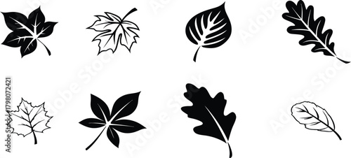 Leaf Variety Collection: A diverse collection of artistic leaf illustrations, showcasing intricate details and natural forms, perfect for design resources or nature-themed projects.