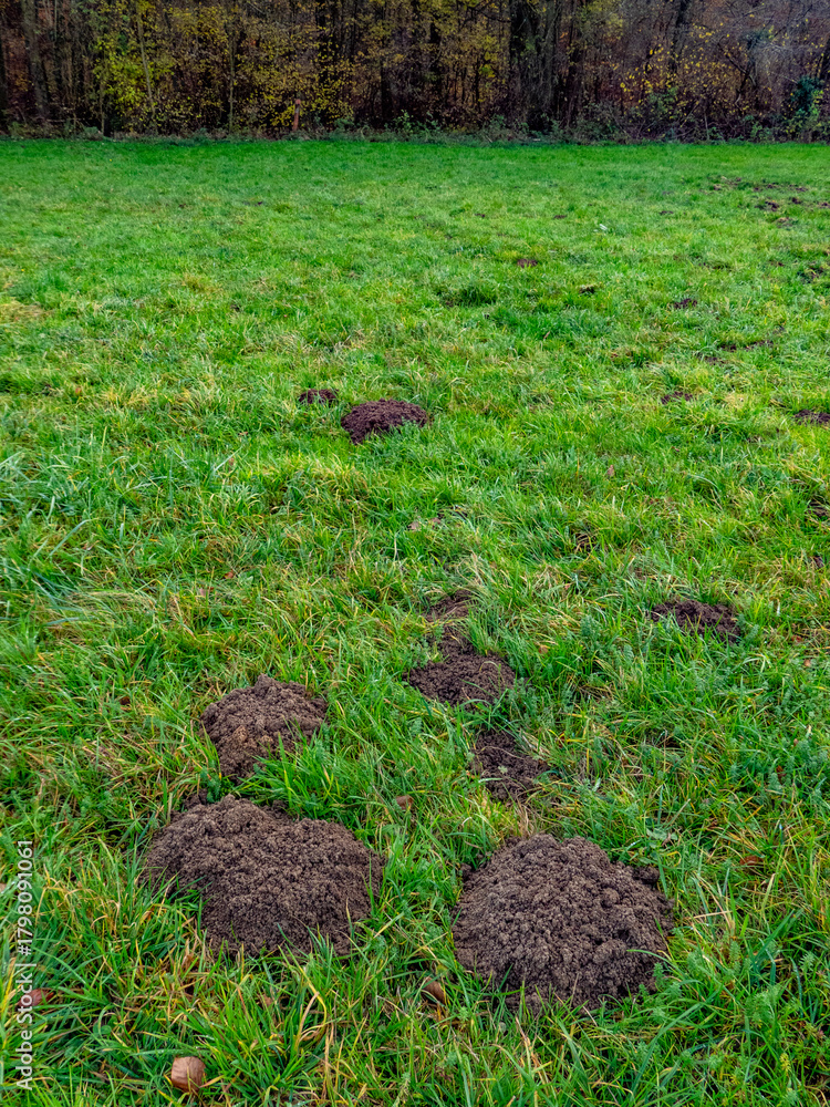 Fototapeta premium Wühlmäusebau auf einer Wiese im Spätherbst