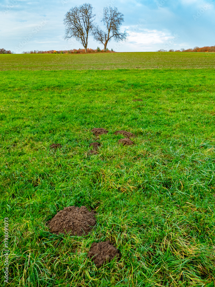 Fototapeta premium Wühlmäusebau auf einer Wiese im Spätherbst