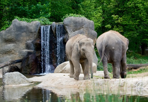 Photography elephants in the water