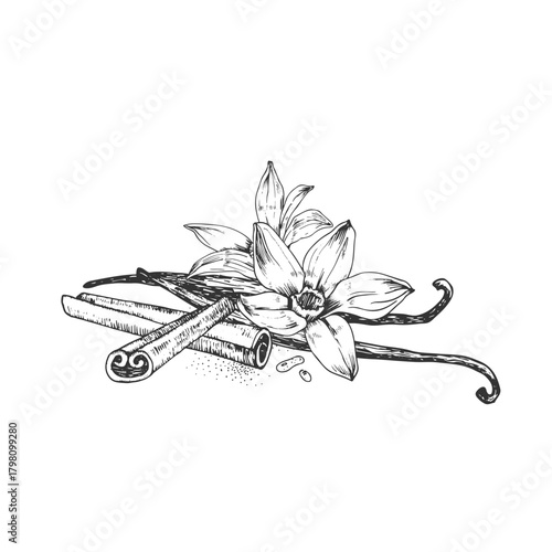 Vanilla and cinnamon hand-drawn vector illustration. Black and white flowers, pods, sticks isolated on a white background. Design elements for packaging of desserts, spices, and essential oils.
